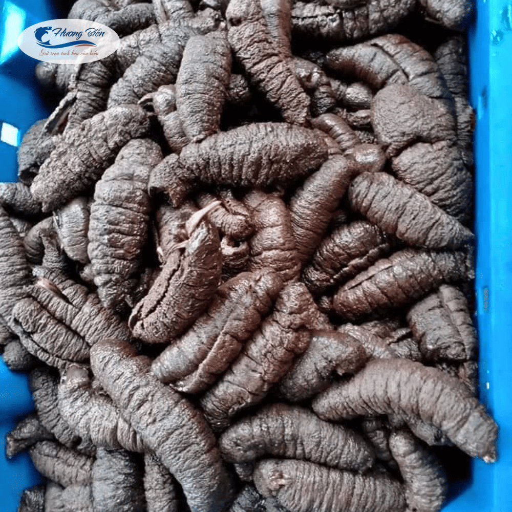 Hải sâm đen - Ảnh 4