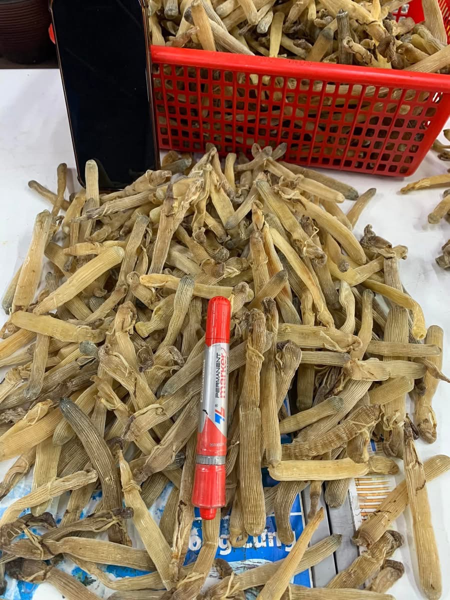 Sá sùng khô-Quan Lạn - Ảnh 22