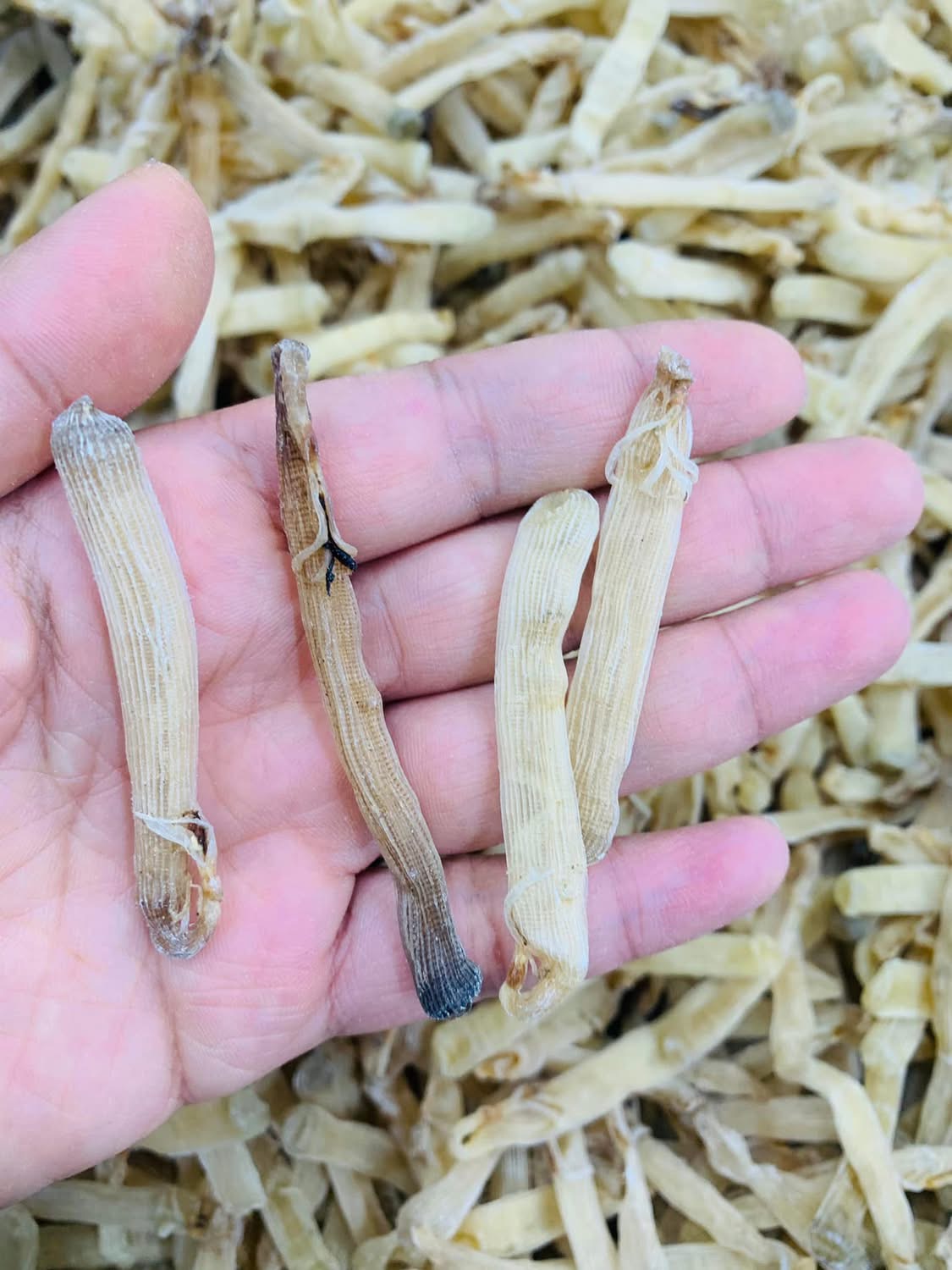 Sá sùng khô-Quan Lạn - Ảnh 7