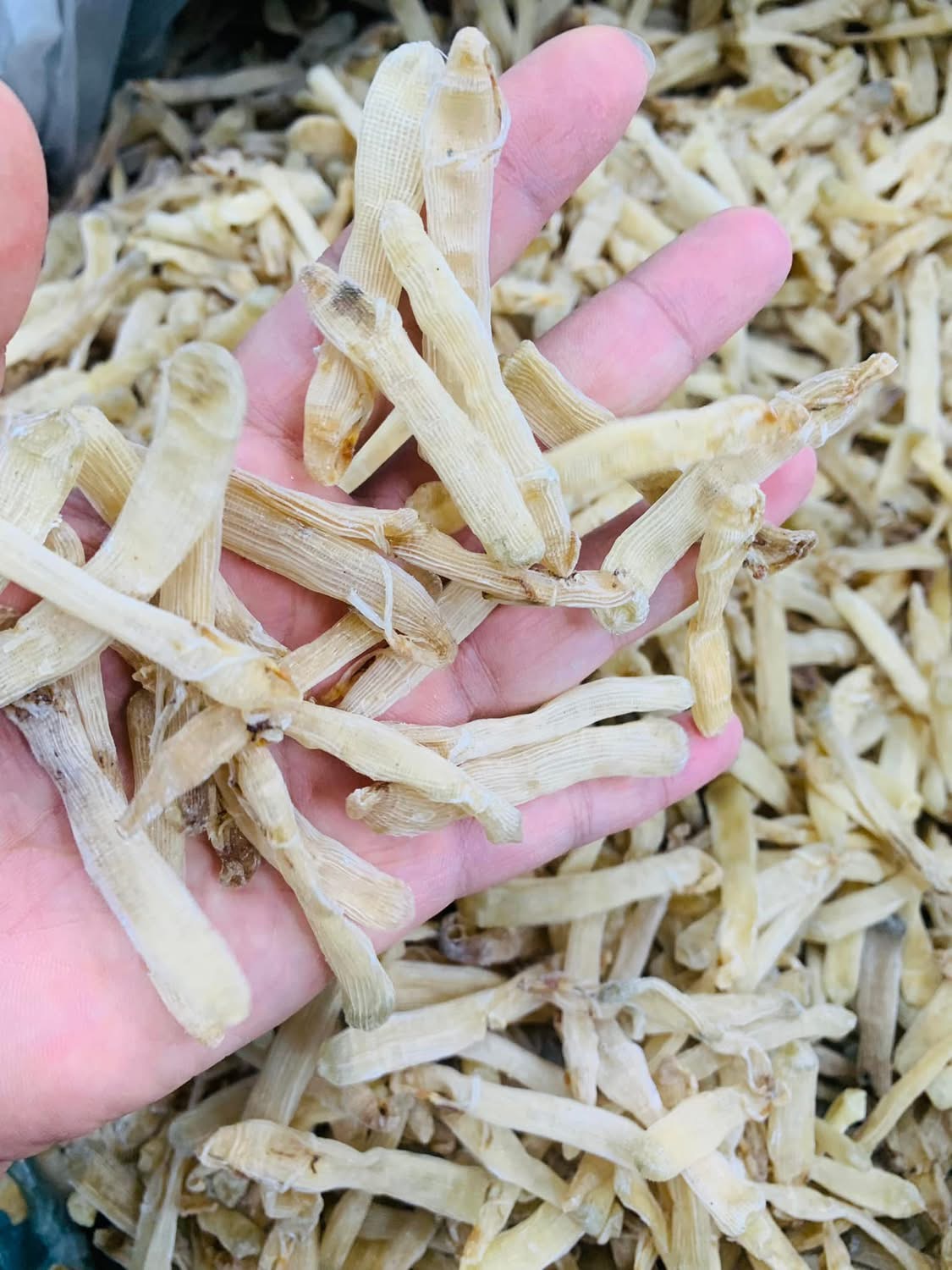 Sá sùng khô-Quan Lạn - Ảnh 14