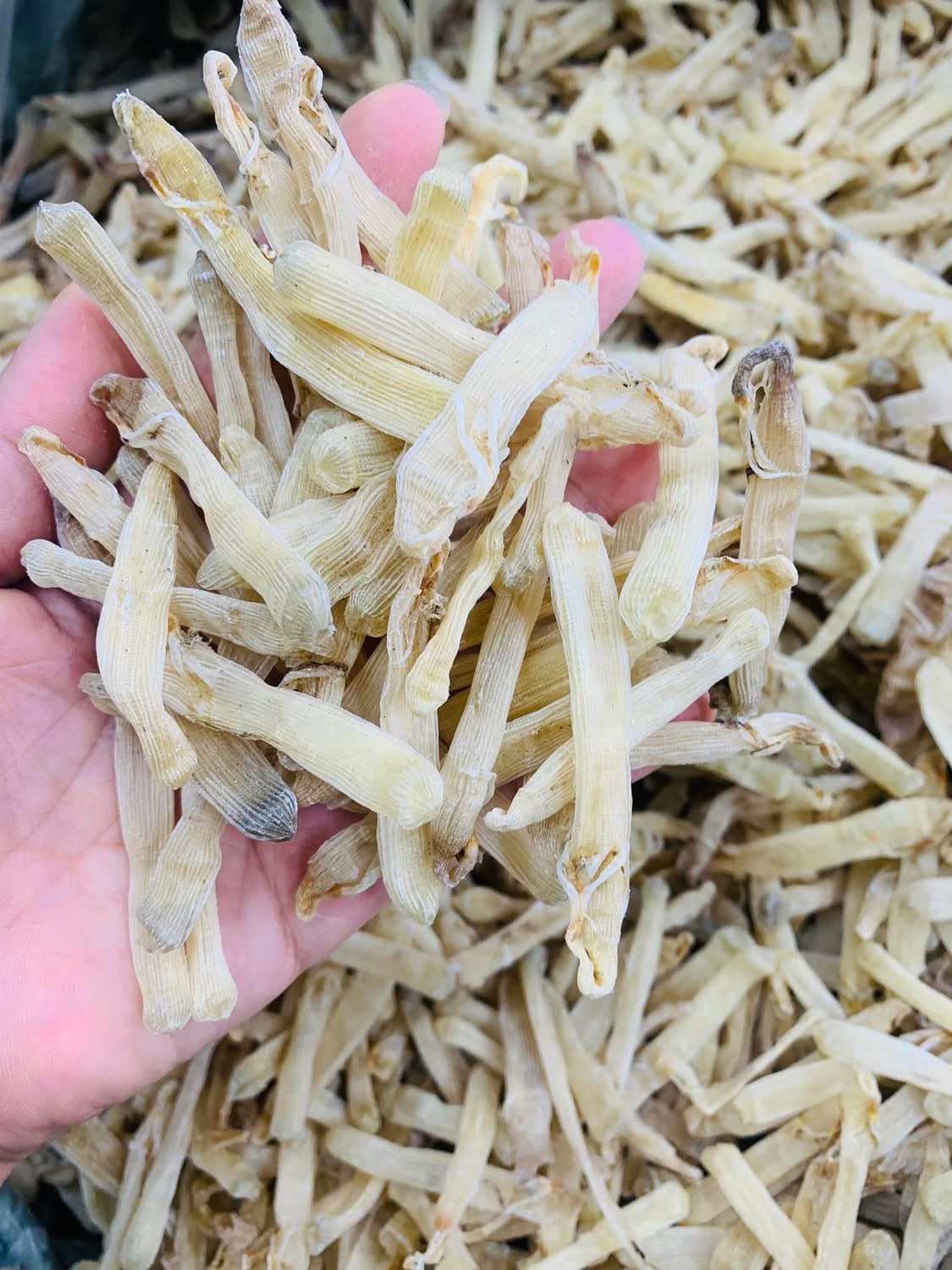 Sá sùng khô-Quan Lạn - Ảnh 18