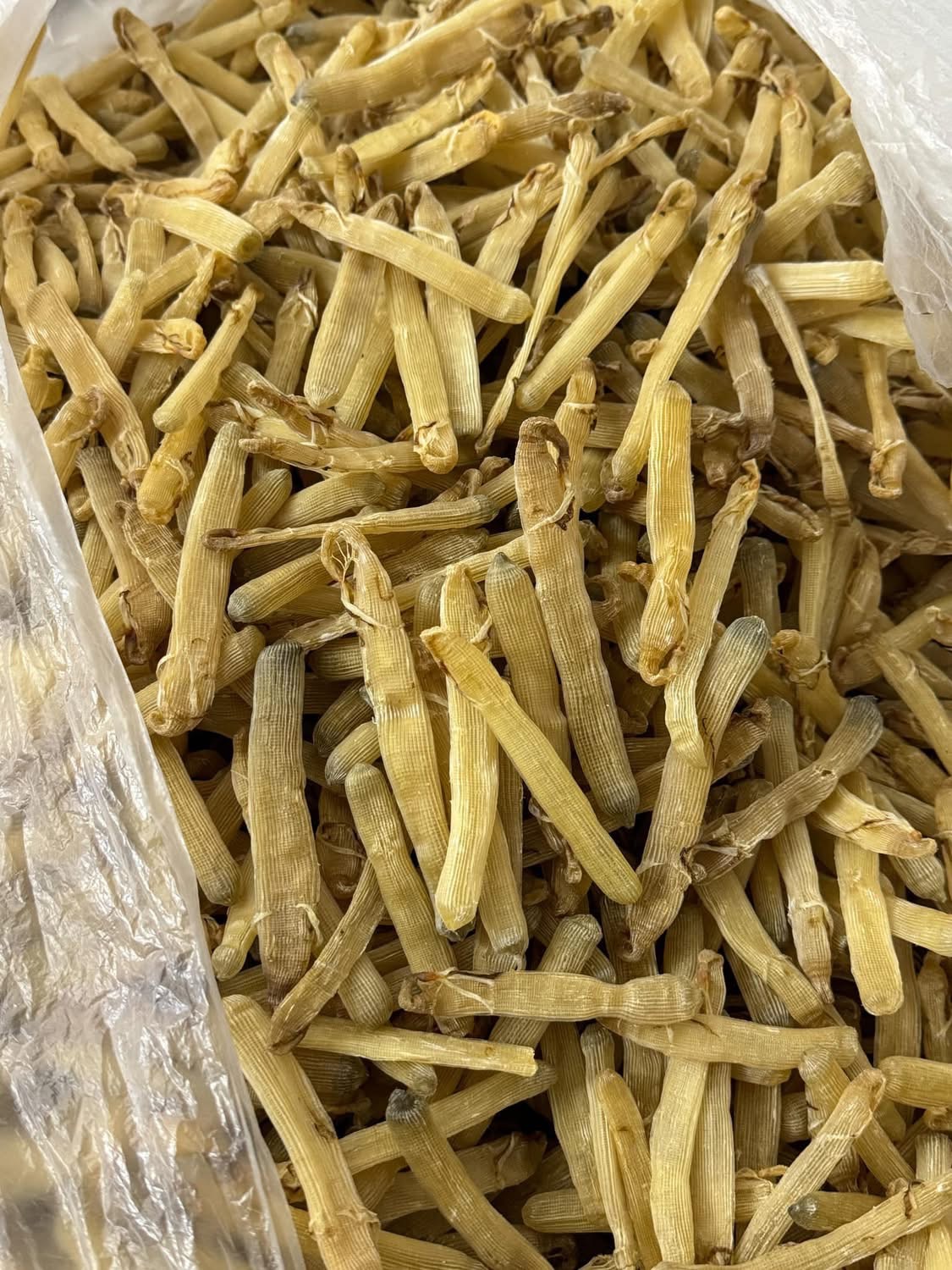 Sá sùng khô-Quan Lạn - Ảnh 26