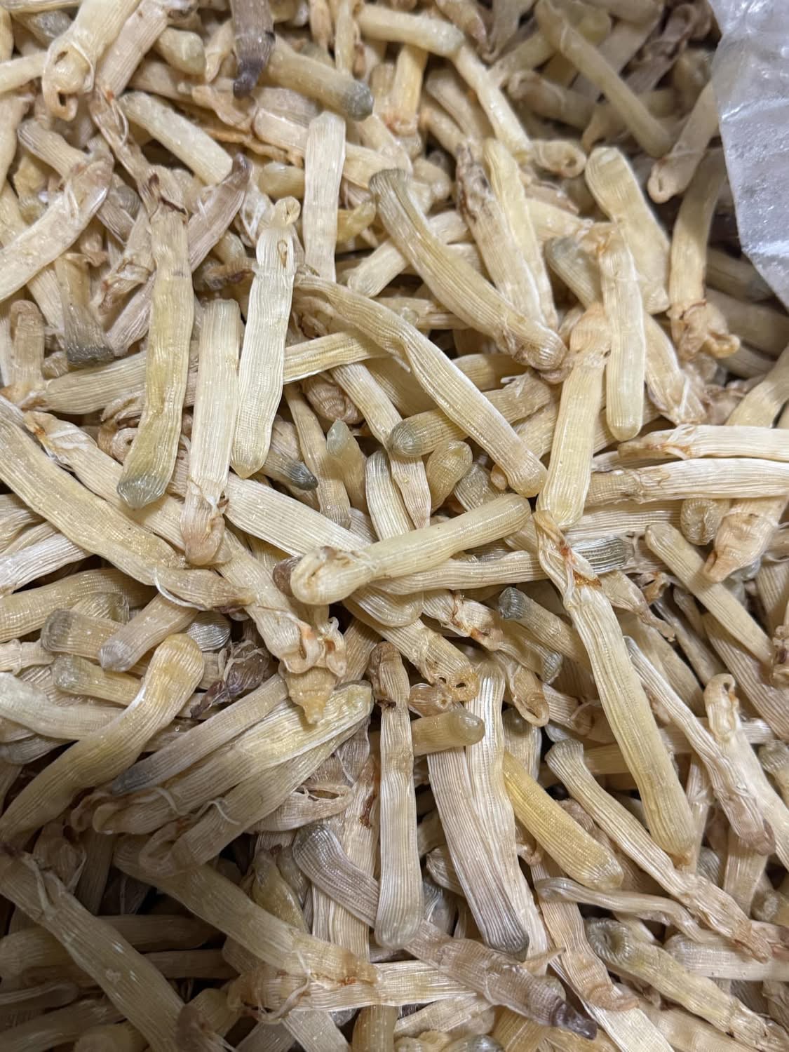 Sá sùng khô-Quan Lạn - Ảnh 24