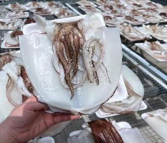 Mực lá một nắng