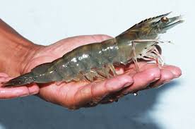 Tôm thẻ nõn - Ảnh 7