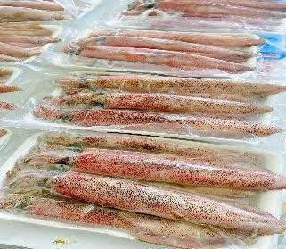 Mực ống trứng nháy